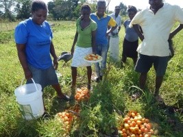 Haïti - Agriculture : 76 millions de dollars d’assistance agricole d’urgence de la FAO