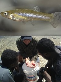 iciHaiti - Environment : 3 students discover a new species of fish