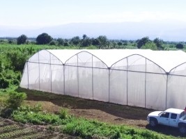 iciHaïti - Agriculture : Le Ministre Sévère déterminé à développer l'agriculture protégée