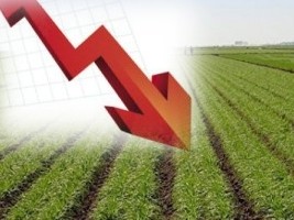 iciHaiti - Agriculture : Agricultural production forecast below average