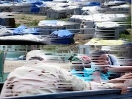 iciHaïti - Social : Rapatriés et déplacés internes, l’OPC déplore l’inaction du Gouvernement