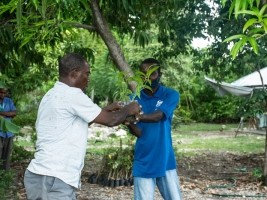 iciHaïti - Nippes : Distribution d’arbres et d’intrants agricoles