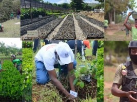 Haïti - Environnement : «Nou pral plante dlo», à l’assaut de la déforestration