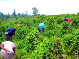 Haiti - Agriculture : Success of the 1st Phase of the «Resilient Productive Territories» Project