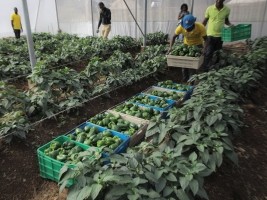 Haiti - Agriculture : The agricultural revolution in greenhouses