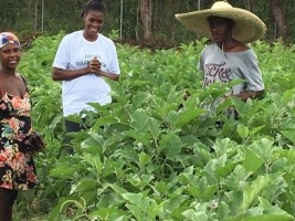 Haiti - Agriculture : 10 years of USAID's Winner project, impressive results