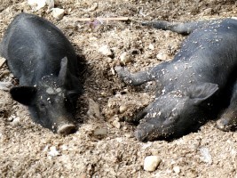iciHaïti - Agriculture : Peste porcine africaine, des experts sur le terrain