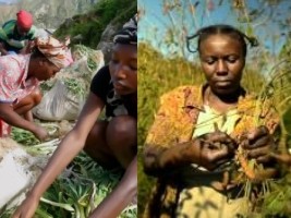 iciHaiti - March 8 : The Minister of Agriculture pays tribute to women