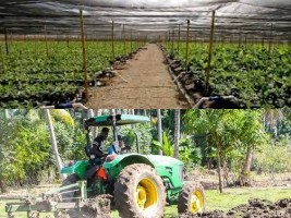 Haiti - Agriculture : The problem of financing farms