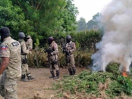 iciHaiti - North : Marijuana plantations burned by the Police