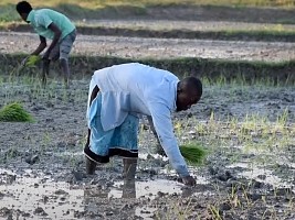 Haiti - Taiwan : Aid of $500,000 to develop rice production