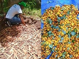 Haiti - Environment : The collection of seeds of forest and fruit trees continues