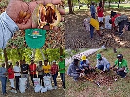 Haiti - Environment : The collection of native seeds of Haiti continues
