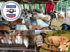 Haïti - Agriculture : L’USAID lance un Programme d'Appui à la Rentabilisation de l’Élevage