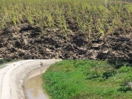iciHaïti - Agriculture : Des milliers d’hectares de riz menacés par la sécheresse