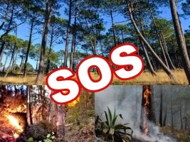 Haiti - Environment : SOS to save the Pine Forest, the Parc la Visite and the Macaya Park