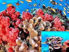 Haïti - Environnement : Projet de restauration des récifs coralliens