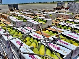 iciHaiti - Agriculture : The francisque mango sector in danger