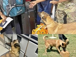 iciHaiti - France : Donation of 2 dogs specialized in the detection of drugs and explosives