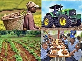 iciHaïti - Éducation :  L’agriculture locale nourrit aujourd’hui près de 50% des écoliers