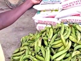 iciHaiti - Contraband : Seizure of rice and bananas destined for Haiti