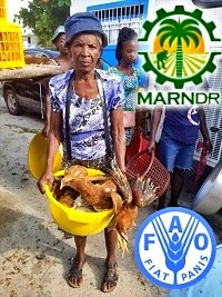 iciHaiti - FAO : Distribution of poultry in the communes of Coteaux and Port à Piment