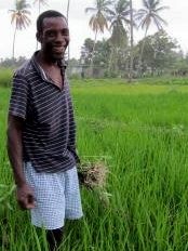 Haiti - Agriculture : The Taiwanese agronomists alongside the Haitian rice farmers