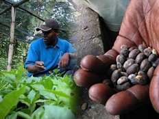 Haiti - Agriculture : Colombia will help the Haitian coffee growers