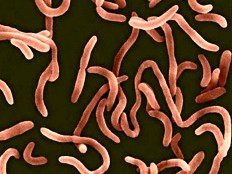 Haiti - Health : The decline of cholera in Haiti, threatened by the withdrawal of humanitarian actors