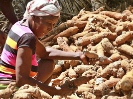 Agricultural input fairs in Sainte-Suzanne