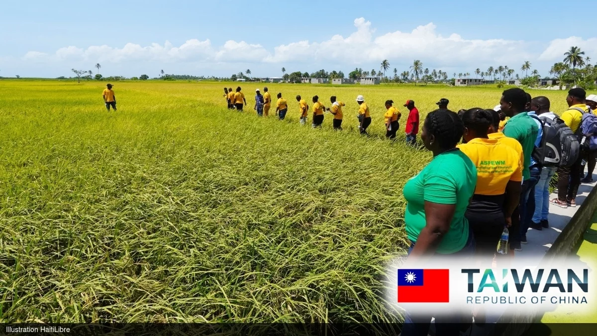 iciHaïti - Taïwan : Production rizicole, journée de démonstration au champ