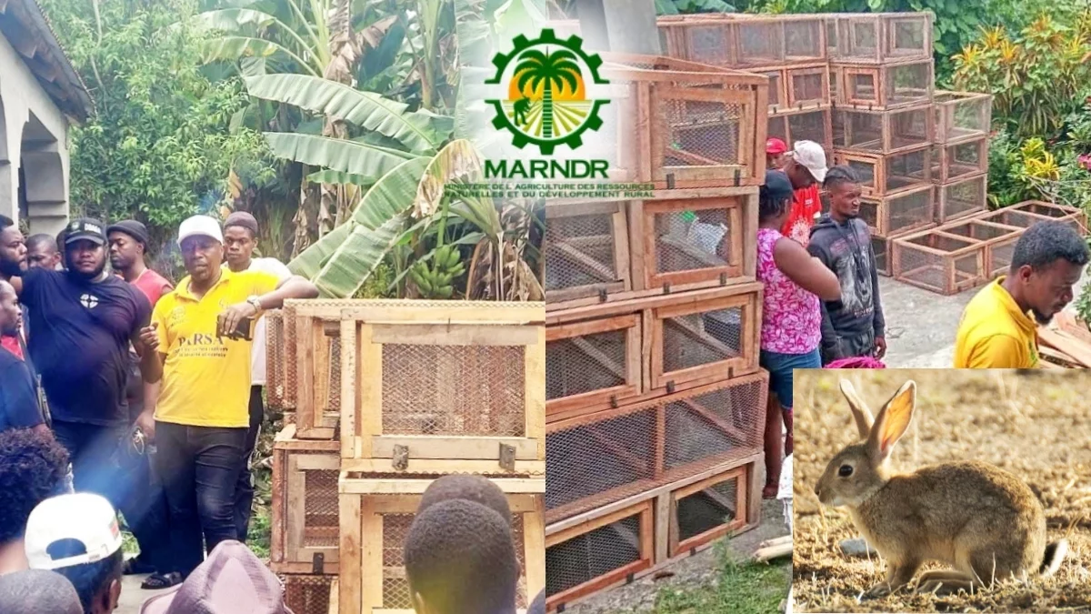 Donation of rabbits and livestock equipment to 100 families in Haiti