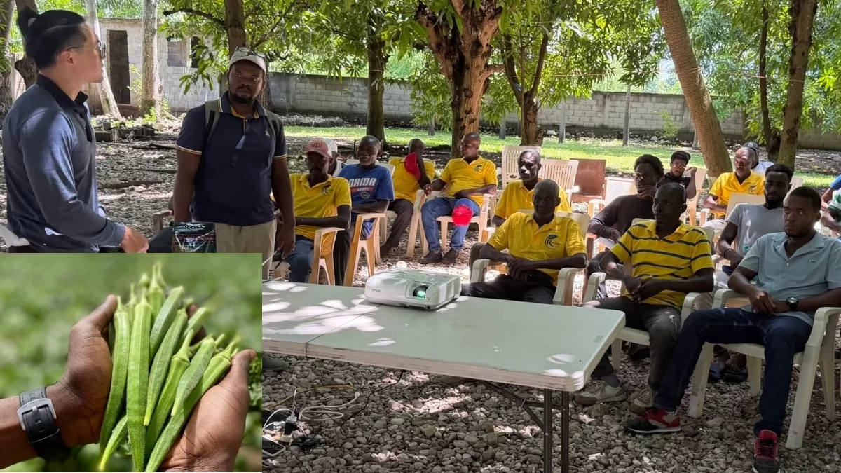 Taiwan : Training on okra production techniques in Haiti
