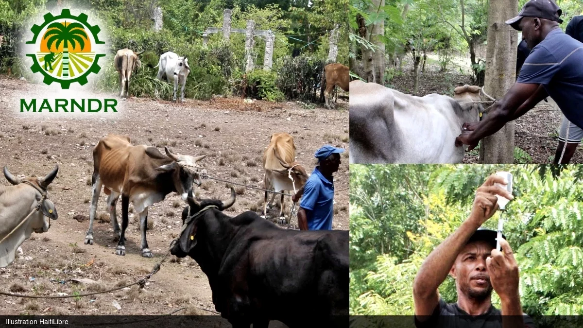 Haïti - Agriculture : Vaste campagne de vaccination animale pour combattre la fièvre du charbon (Anthrax)