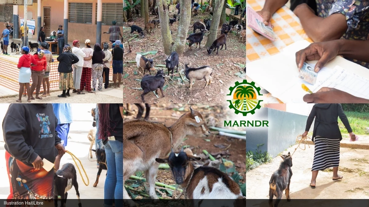 iciHaïti - Kenscoff : Distribution de 264 chèvres