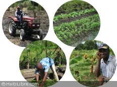 Haïti - Agriculture : 864 millions de gourdes pour la relance agricole