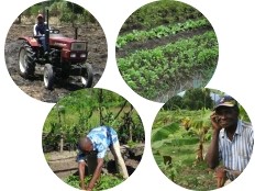 Haiti - Agriculture : Measures to encourage the agricultural sector