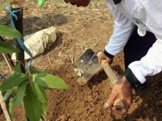 Haiti - Environment : Project Green border one year after...