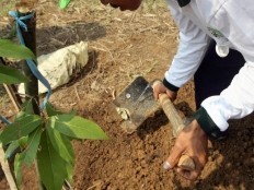 Haiti - Environment : Inauguration of the Centre of Plant Propagation in Dosmond