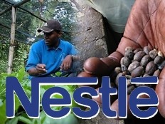 Haïti - Agriculture : Dynamisation des revenus et opportunités de la filière café
