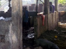 Jacmel - Health : The slaughterhouse of the city of Jacmel, a real scandal