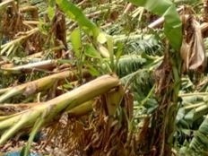 Haiti - Agriculture : The agricultural sector severely affected