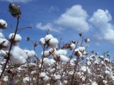 Haiti - Agriculture : South-South Agreement of $20 million for the cotton sector