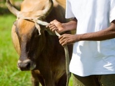Haïti - Justice : Arrestations de voleurs de bétails