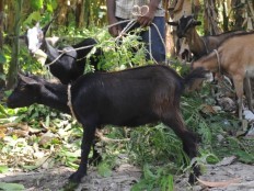 Haiti - Agriculture : Project of distribution of 10,000 goats
