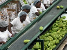 Haïti - Agriculture : 1,5 millions d’euros pour la filière mangue
