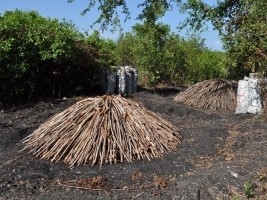 Haiti - Environment : Order protecting the Mangroves