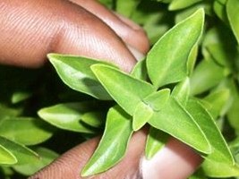 Haiti - Social : Creation of a garden of medicinal plants