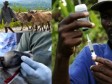 Haiti - Agriculture : 93 new veterinary agents graduated