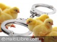 Haïti - Sécurité : Saisies de produits avicoles en série...